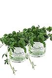 2er Set Jiaogulan Pflanzen Gynostemma pentaphyllum 'vegetativ durch...