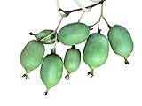 Mini Kiwi (Absolut WINTERHART IN Deutschland) 10 Samen'Selbstbefruchtend'...