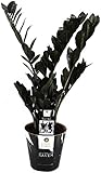 'Zamioculcas Raven 60 cm – Schwarze Zamioculcas Zimmerpflanze,...