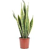 Bogenhanf - pflegeleichte Zimmerpflanze, Sansevieria trifasciata Laurentii...