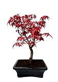Bonsai DE - Bonsai baum Japanischer Fächerahorn - Acer (Ahorn) Deshojo...