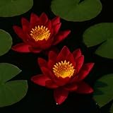 Rote Seerose für den Gartenteich, Aquarium, Naturteich, mini Teich, Knolle...