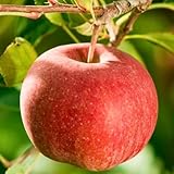 Apfelbaum 'Topaz' Winterharter Obstbaum 80-140 cm, Aromatische Süße...