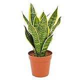 Sansevieria trifasciata Futura Superba 30-35 cm/Topf Ø 10 cm - bunter...