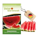 Wassermelonen Sugar Baby Samen - Citrullus lanatus - Wassermelonensamen -...