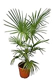 Winterharte Hanfpalme XL - Trachycarpus fortunei - Gesamthöhe 140-160 cm -...