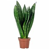 Bogenhanf - pflegeleichte Zimmerpflanze, Sansevieria trifasciata Black...