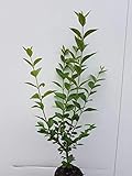 25st. Liguster ovalifolium 50-80cm Ligustrum ovalifolium reine Pflanzhöhe...