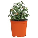 Tomostar 50 Blumentöpfe, Pflanzentopf mit Ablaufloch für den Innen- und...