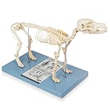 Lebensgröße Hundeskelett Knochenmodell, Standardgröße 19,3 'x7,9' x13,8...