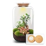 urbanjngl.com - Flaschengarten - Sven Bonsai mit Lampe - Ökosystem mit...
