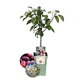 Plants by Frank | Biologische Pflaumenbaum | 1 x Prunus domestica | 20 cm...