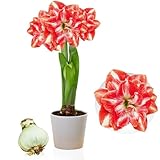 Amaryllis Zwiebel Double Red-White - 1 Blumenzwiebel in Großformat 26/30 -...