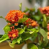 ixora balkon winterharte ixorasamen steingartenpflanzen gartenblumen,...