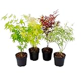 Plant in a Box - Acer palmatum - Japanischer Ahorn Baum Winterhart - 4er...