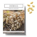 Erdnuss Samen (Arachis hypogeae) - Nährstoffreiches Erdnuss Saatgut ideal...