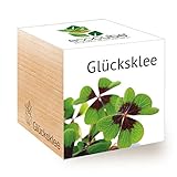 Feel Green 296275 Ecocube Glücksklee, Nachhaltige Geschenkidee (100% Eco...