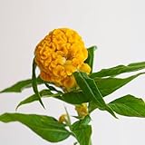 Hahnenkamm - blumenwiese gartendeko für draußen blumensamen...