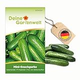 Mini Snackgurke Salamanda F1 Samen - Cucumis sativus - Gurkensamen -...