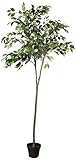 Amazon Basics künstlicher Ficusbaum mit Kunststoff-Blumentopf – 160 cm,...