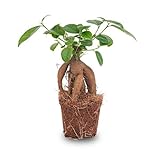 Chinesische Feige – Ficus microcarpa Ginseng – Ø9cm – Bonsai –...