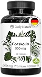 Forskolin 500 mg – 90 Kapseln – Pflanzliche Unterstützung bei...