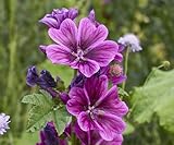 500 Echte Wilde Malve Samen Malva sylvestris Winterharte Wildblume...