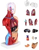 QWORK® 15-Teilig Menschliches Anatomie Modell - Schädel Gehirn Torso und...