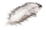 NaDeco Straußenfeder in Natur-Weiß Größe ca. 30-60cm | echte...