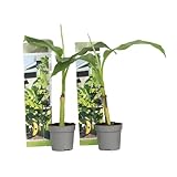 Plant in a Box - Musa Basjoo - Höhe 25-40cm - 2er Set - Bananenpflanze...