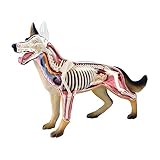 NURCIX 4D Hund Anatomie Modell, Hund Hundeskelett, Tier-Skelett-Exemplar,...