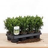 Buchsbaum Buxus Sempervirens, Immergrüne Heckenpflanze, 6 Pflanzen, 1m...