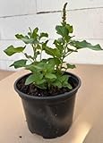 Guter Heinrich - Chenopodium bonus-henricus - Gemüse- und Heilpflanze