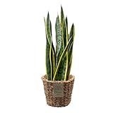 Green Me Up Bogenhanf Sansevieria zeylanica - große Zimmerpflanze 70-80 cm...