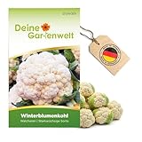 Winterblumenkohl Walcheren Samen - Brassica oleracea botrytis -...