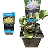 Nymphaea Seerose – Winterharte Teichpflanze für Terrassenteiche, Fässer...
