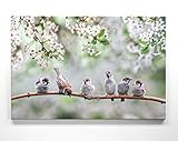 Bezaubernde Kirschblüte mit Spatzen-Kinder - als großes XXL Leinwand-Bild...