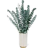 DINGHENG Eukalyptus Getrocknet, 12 Stück Getrockneter Eukalyptus...