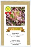 Kopfsalat - Wunder der vier Jahreszeiten - sehr zart - samenfeste Sorte -...