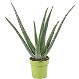 Echte Aloe - pflegeleichte Zimmerpflanze, Aloe vera - Höhe ca. 40 cm,...