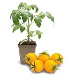 FLORTUS Stabtomatenpflanze Goldene Königin | 1 Pflanze | Tomaten Pflanze...