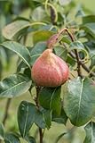 Birnenbaum `Petersbirne´, Niedrigstamm (kleinbleibend) 120-140cm im...