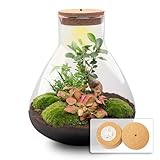 urbanjngl.com - Flaschengarten • Sam XL mit Bonsai - Rot Fittonia •...