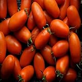 100 Stück rote Tomaten-Gemüsesamen