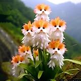 Katzenorchideen Samen – 100 Mehrjährige Blumensamen für Garten, Balkon...