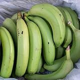 Bananenpflanze, winterharte für garten alte sorten obstbäume kaufen...