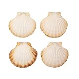 Finoly Große Natürliche Muschelschalen Jakobsmuscheln Muscheln 10x11 cm...