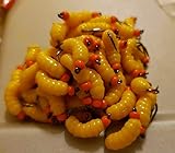Club Bulk 12 Orange BH Rubber Wax Worm Grub FL Yellow Wet Fly - Forelle,...