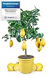 Meine Orangerie Zitronenbaum Mezzo - echter Citrusbaum - 70 bis 100 cm -...