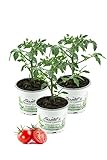 3er Set Cocktailtomate,Cherrytomate,Tomatenpflanzen, Cocktail Tomaten...
